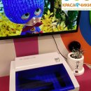 Красафчики