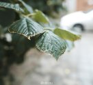 Сатори mini