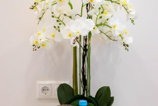 Белая Орхидея