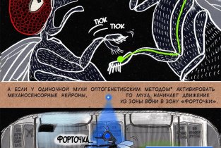 Молекулярной и клеточной биологии СО РАН