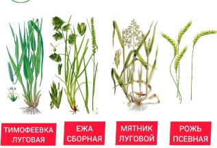 Аллергия на пыльцу трав