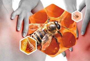 Лечебные свойства пчелиного яда
