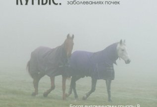 Сеанс гирудотерапии вам в подарок бутылка кумыса