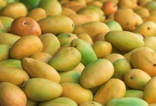 🥭🥭🥭