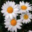 milica_gordeeva3317