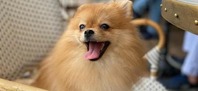 Dog friendly - не с кем оставить питомца, приходите вместе