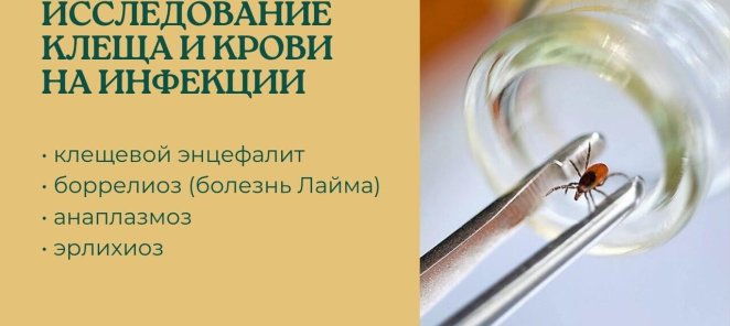 Исследование клещей и крови на инфекции