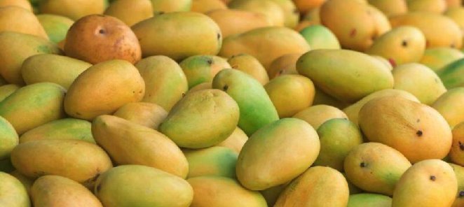 🥭🥭🥭