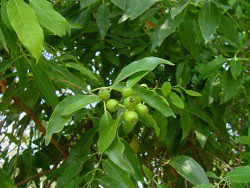 Сандаловое дерево – для ухода за кожей